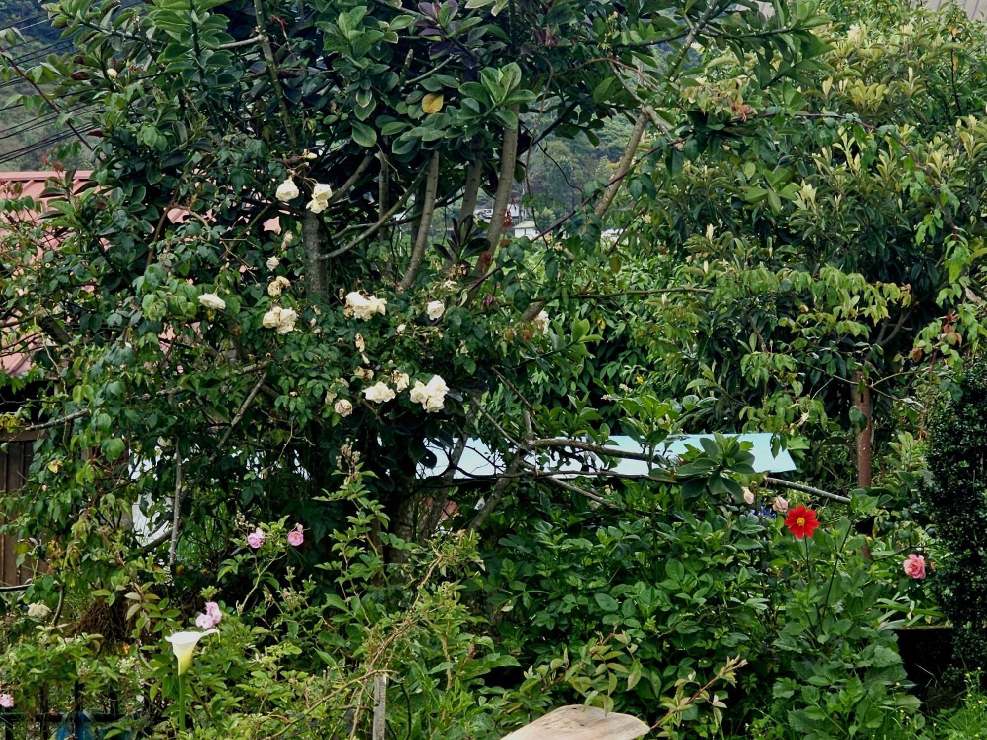Haven Backpackers Hostel Nuwara Eliya Exterior foto